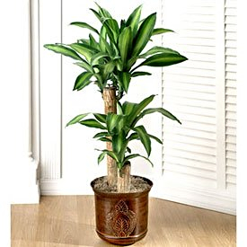 Dracaena Plant in Los Angeles Bio Bio, Chile | Los Angeles-Bio Bio Flower  Shop | La Floreria de Chile